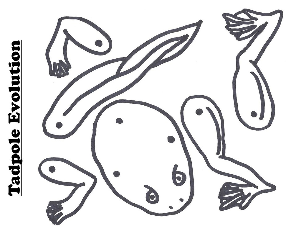 tadpole outline